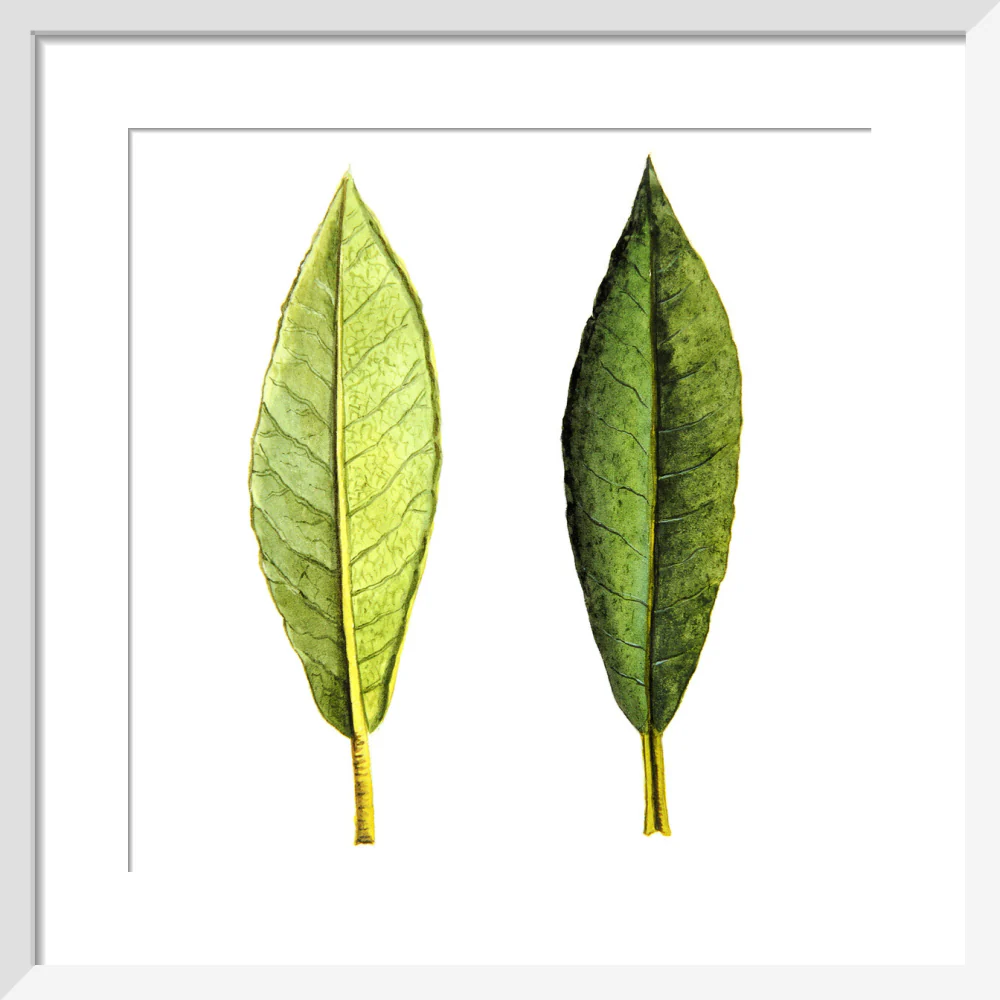 Rhododendron Foliage by Lillian Snelling - Image 4