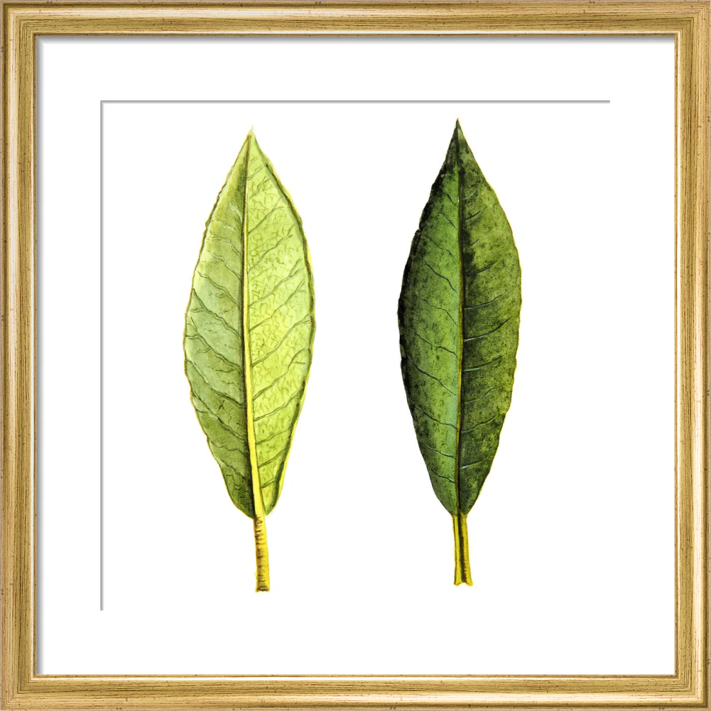Rhododendron Foliage by Lillian Snelling - Image 5