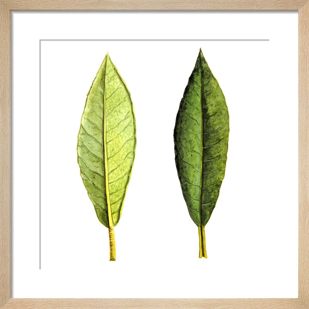 Rhododendron Foliage by Lillian Snelling - Image 6