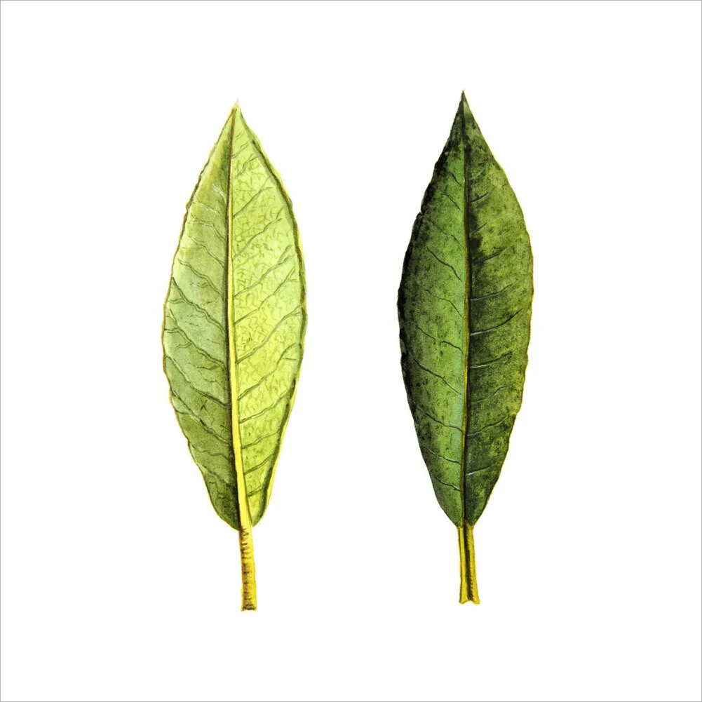 Rhododendron Foliage by Lillian Snelling - Image 7
