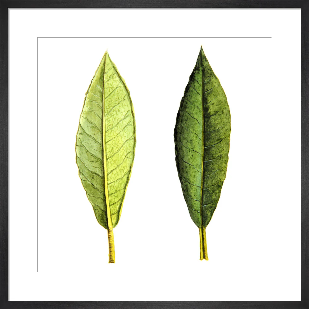 Rhododendron Foliage by Lillian Snelling - Image 8