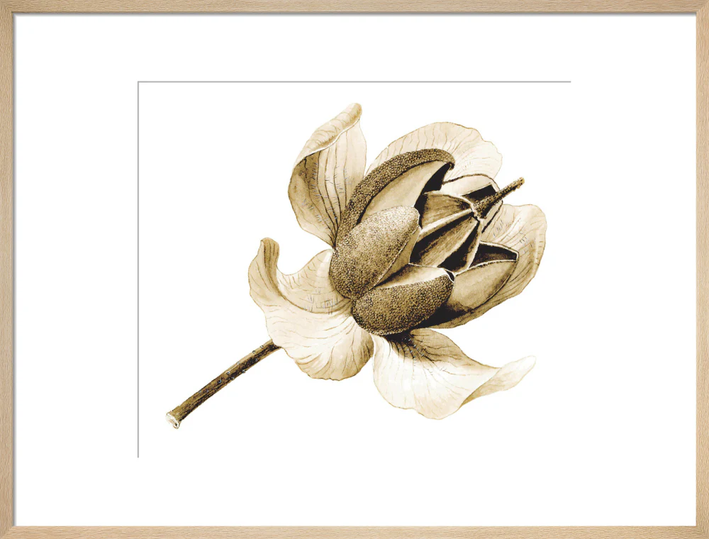 Rhododendron nuttallii by Lillian Snelling - Image 16
