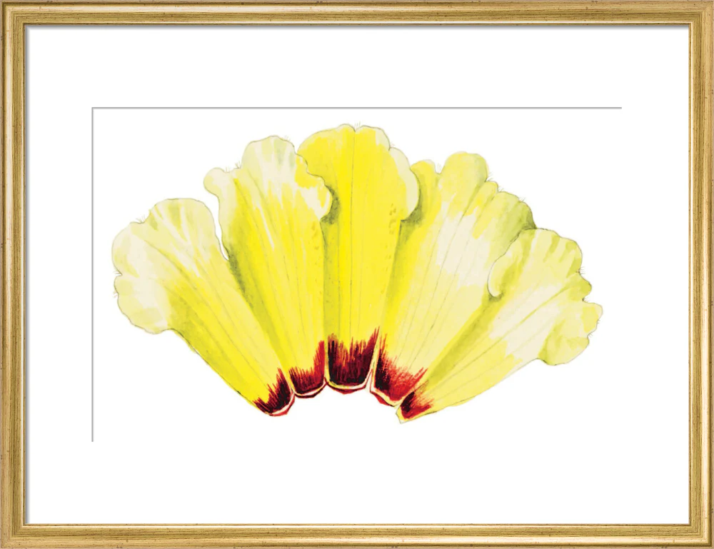 Rhododendron wightii by Lillian Snelling - Image 10