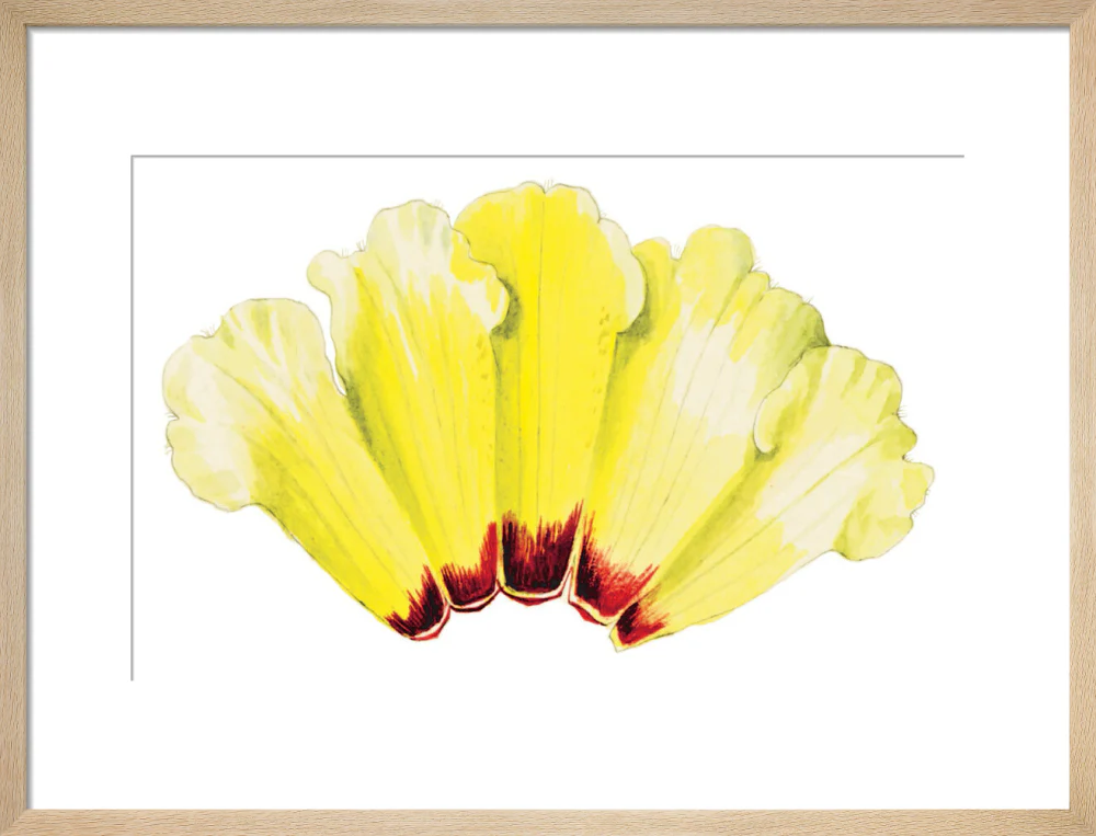 Rhododendron wightii by Lillian Snelling - Image 11