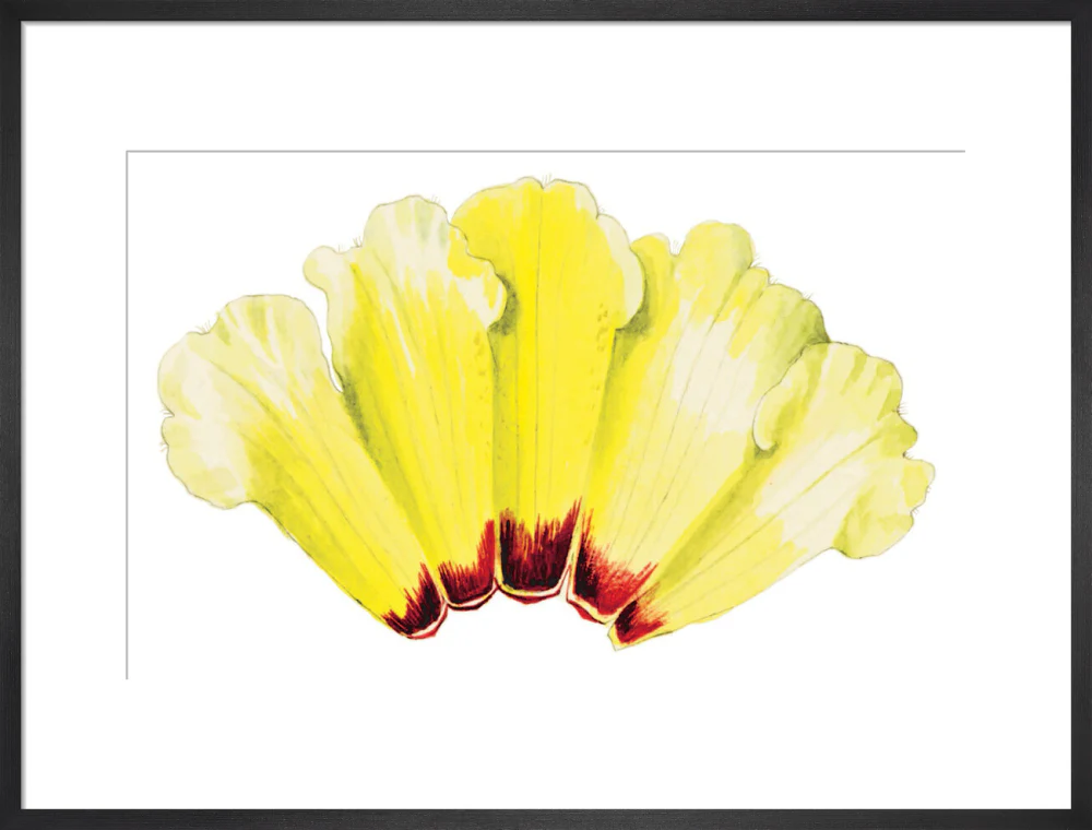 Rhododendron wightii by Lillian Snelling - Image 13