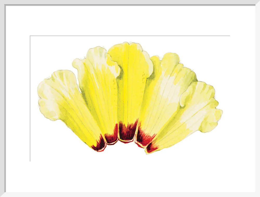 Rhododendron wightii by Lillian Snelling - Image 14