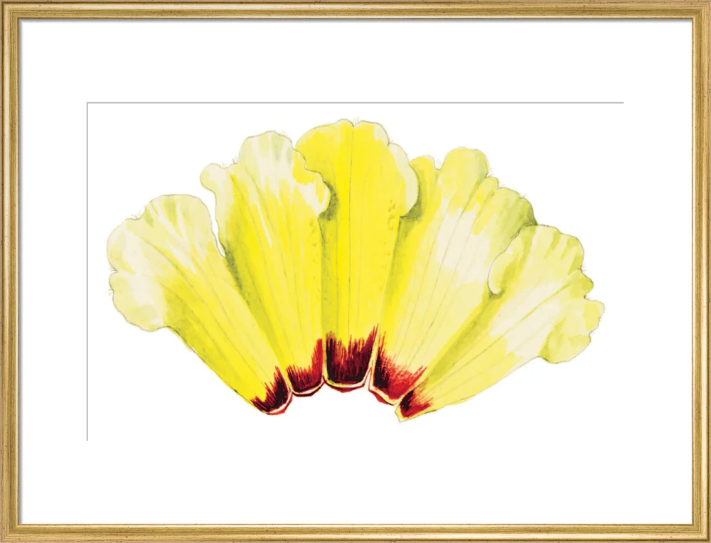 Rhododendron wightii by Lillian Snelling - Image 15