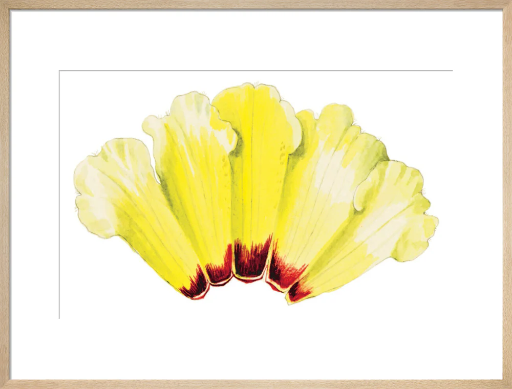 Rhododendron wightii by Lillian Snelling - Image 16