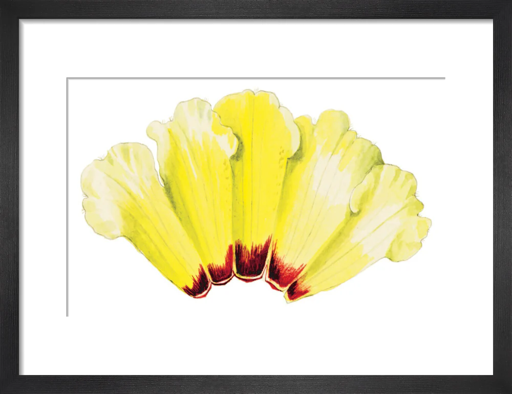Rhododendron wightii by Lillian Snelling - Image 3