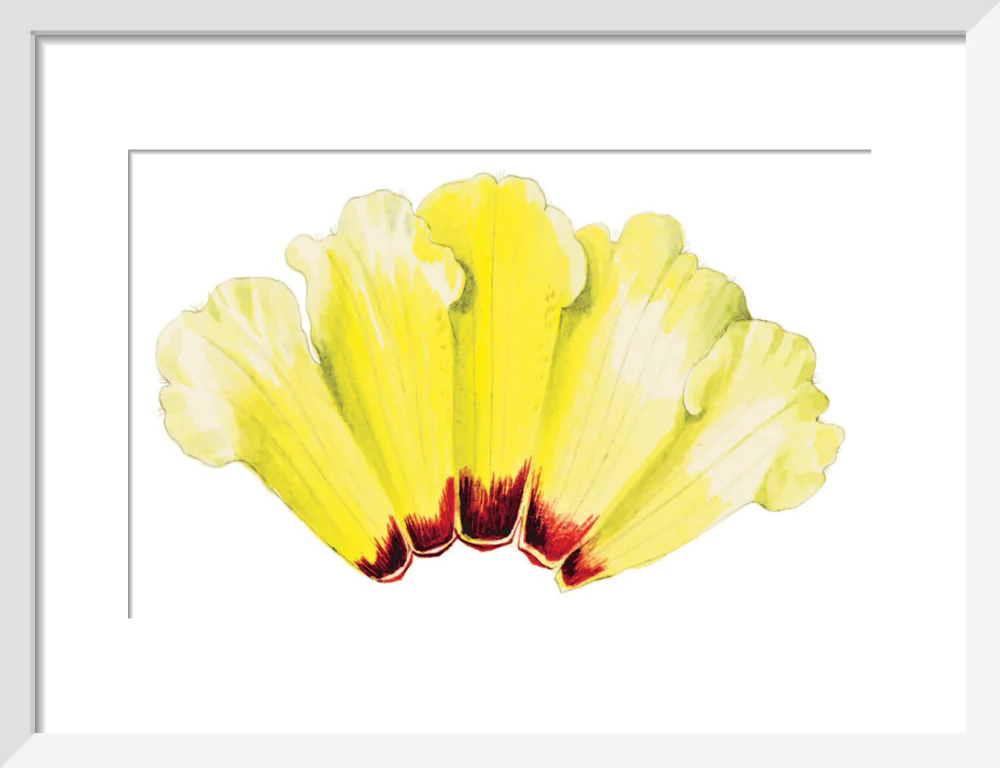 Rhododendron wightii by Lillian Snelling - Image 4