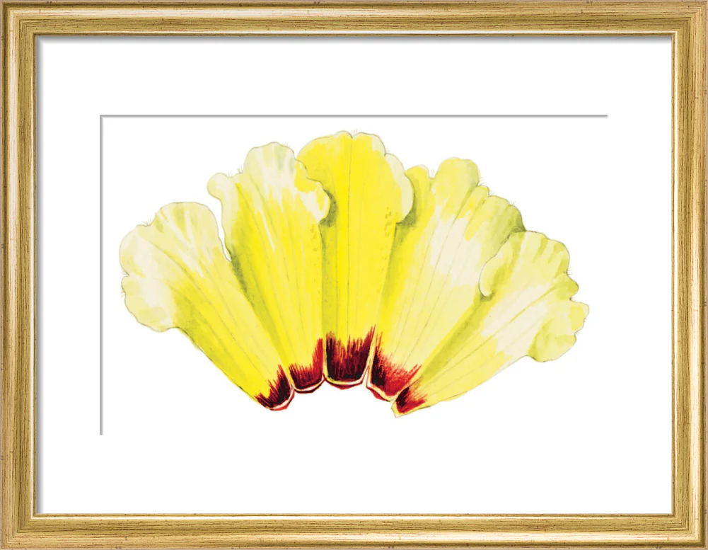 Rhododendron wightii by Lillian Snelling - Image 5