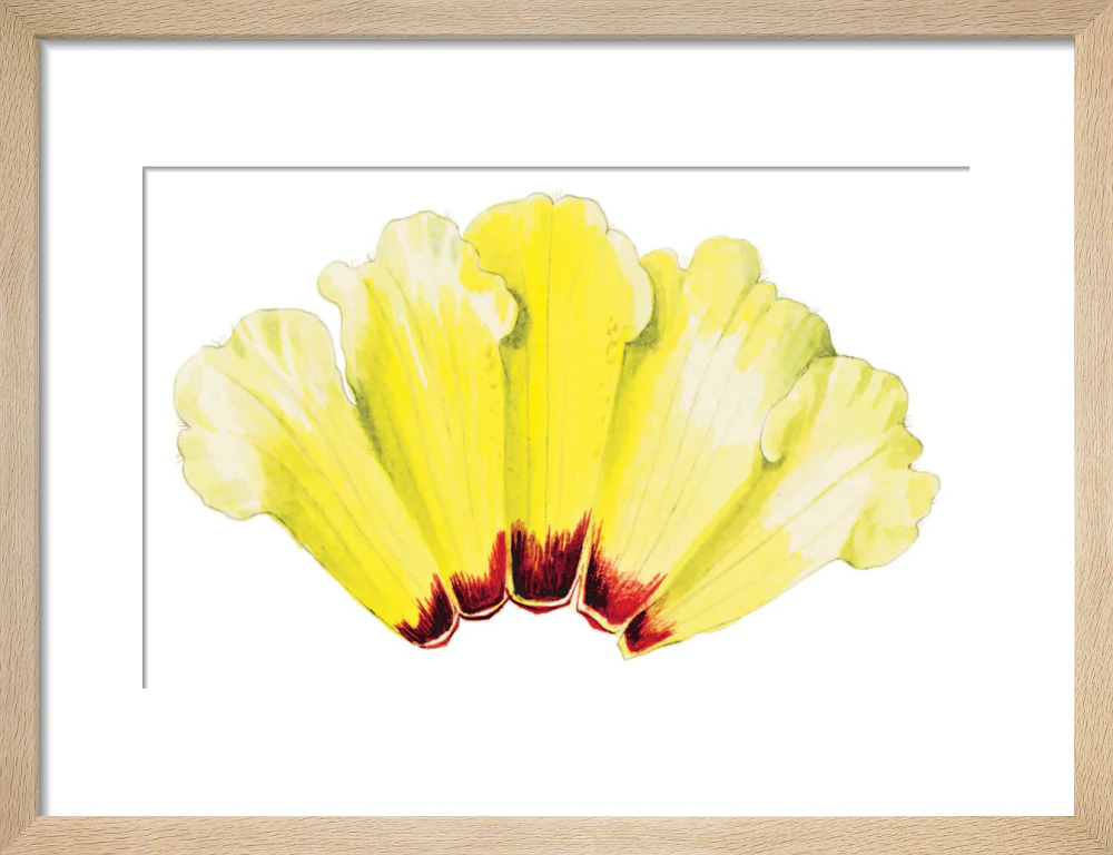 Rhododendron wightii by Lillian Snelling - Image 6