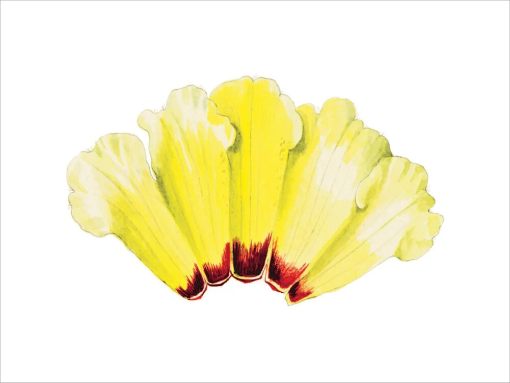 Rhododendron wightii by Lillian Snelling - Image 7