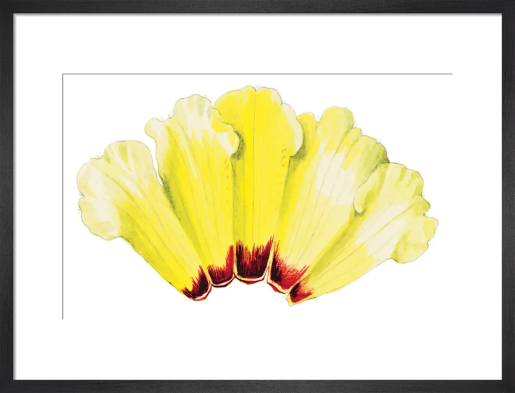 Rhododendron wightii by Lillian Snelling - Image 8