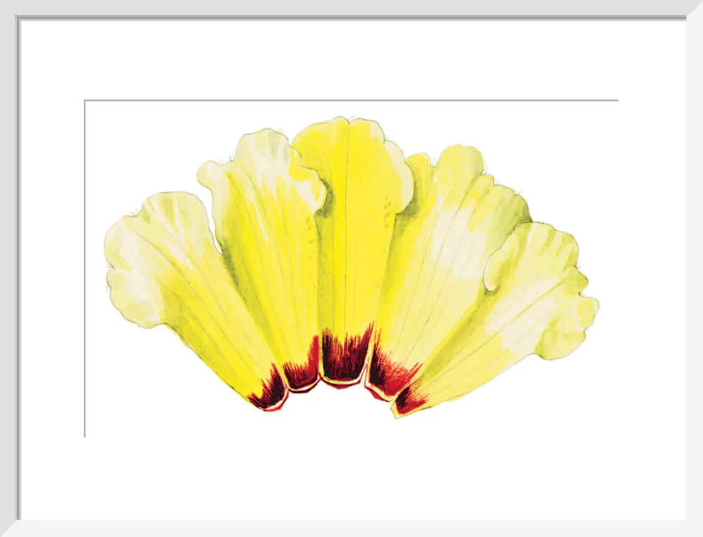 Rhododendron wightii by Lillian Snelling - Image 9