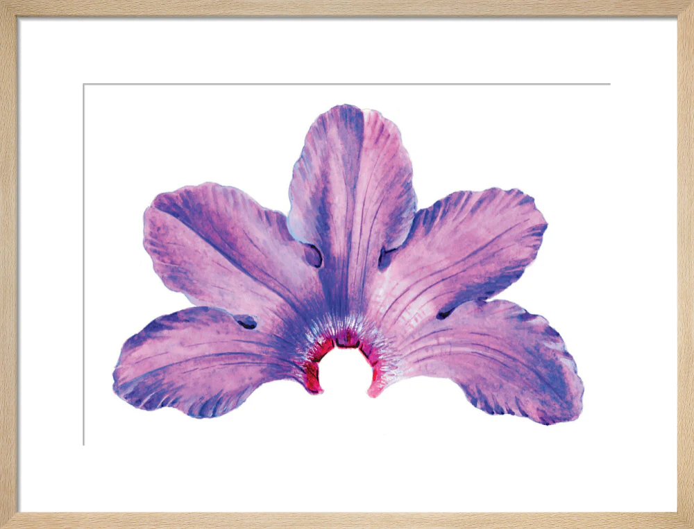 Rhododendron by Lillian Snelling - Image 11