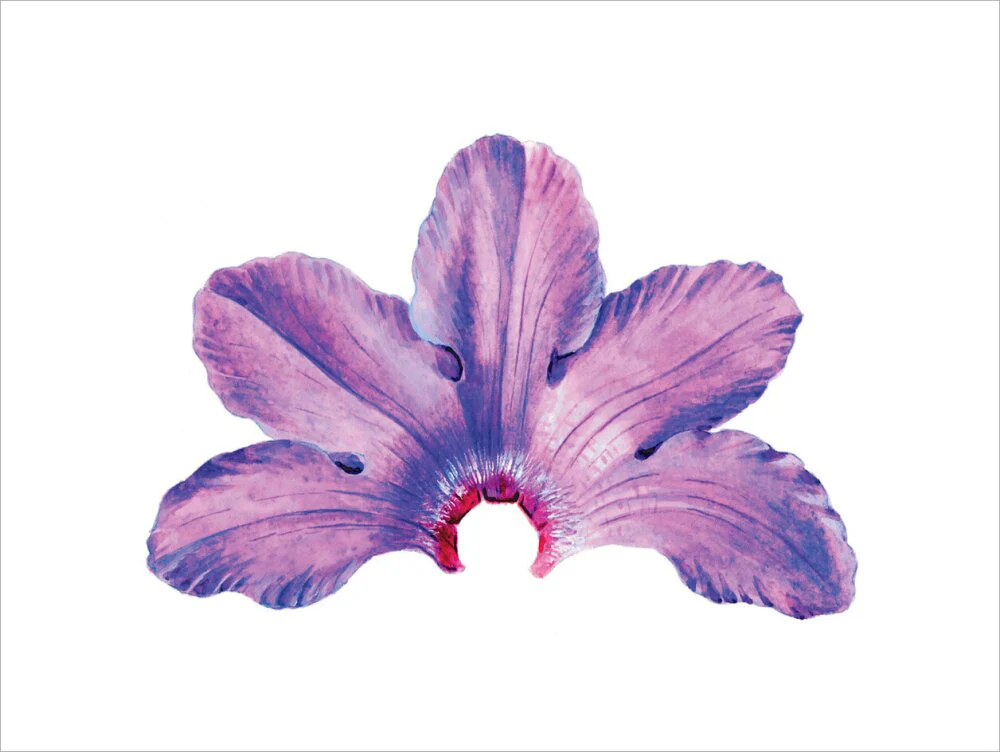 Rhododendron by Lillian Snelling - Image 12