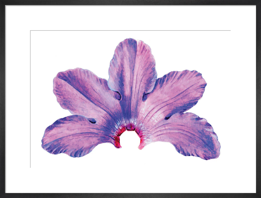Rhododendron by Lillian Snelling - Image 13