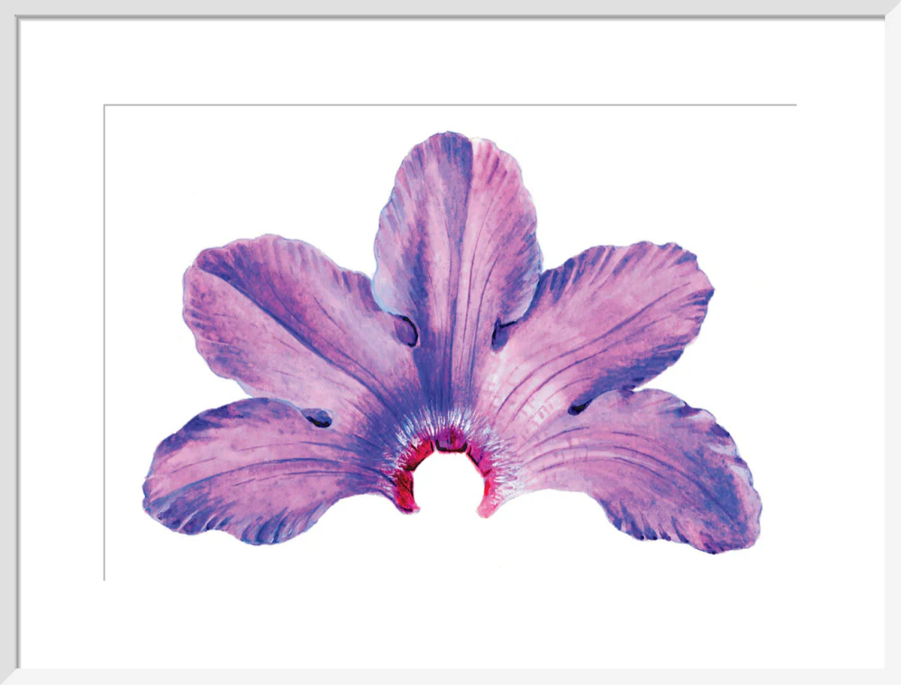 Rhododendron by Lillian Snelling - Image 14