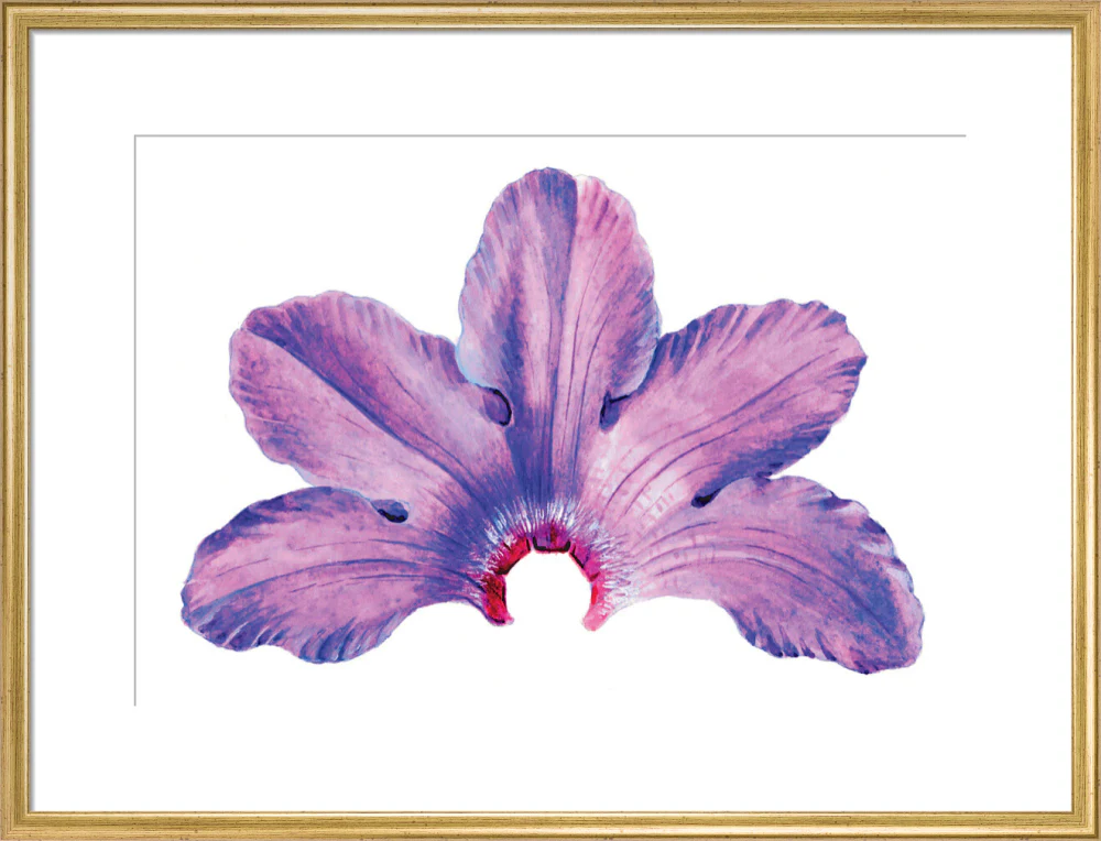 Rhododendron by Lillian Snelling - Image 15
