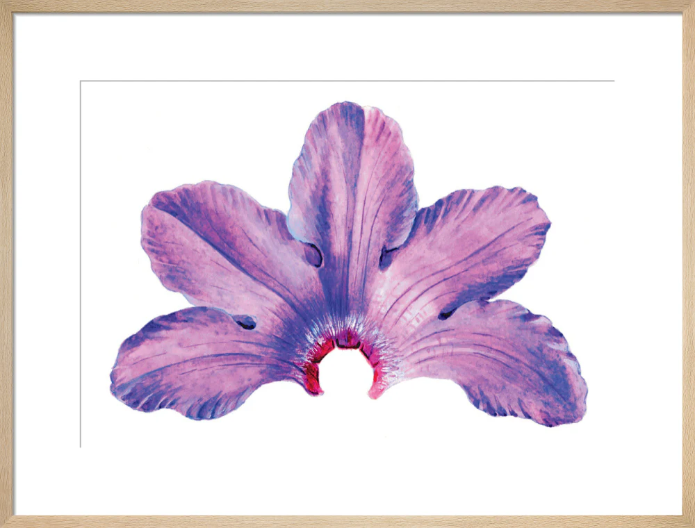 Rhododendron by Lillian Snelling - Image 16