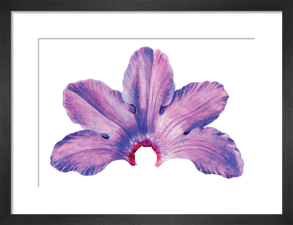 Rhododendron by Lillian Snelling - Image 3