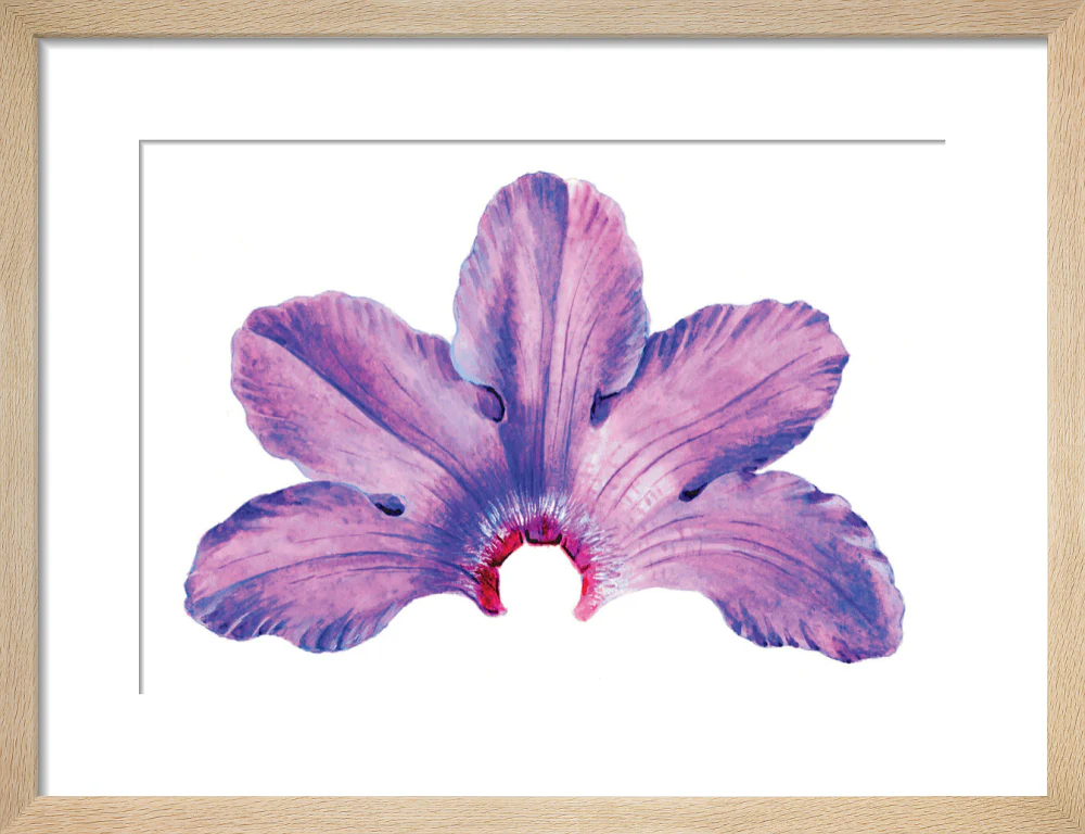 Rhododendron by Lillian Snelling - Image 6