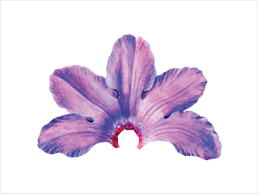 Rhododendron by Lillian Snelling - Image 7