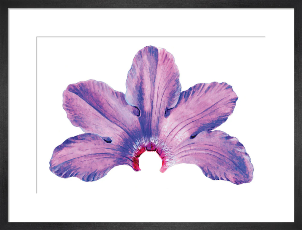 Rhododendron by Lillian Snelling - Image 8