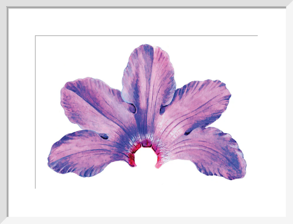 Rhododendron by Lillian Snelling - Image 9