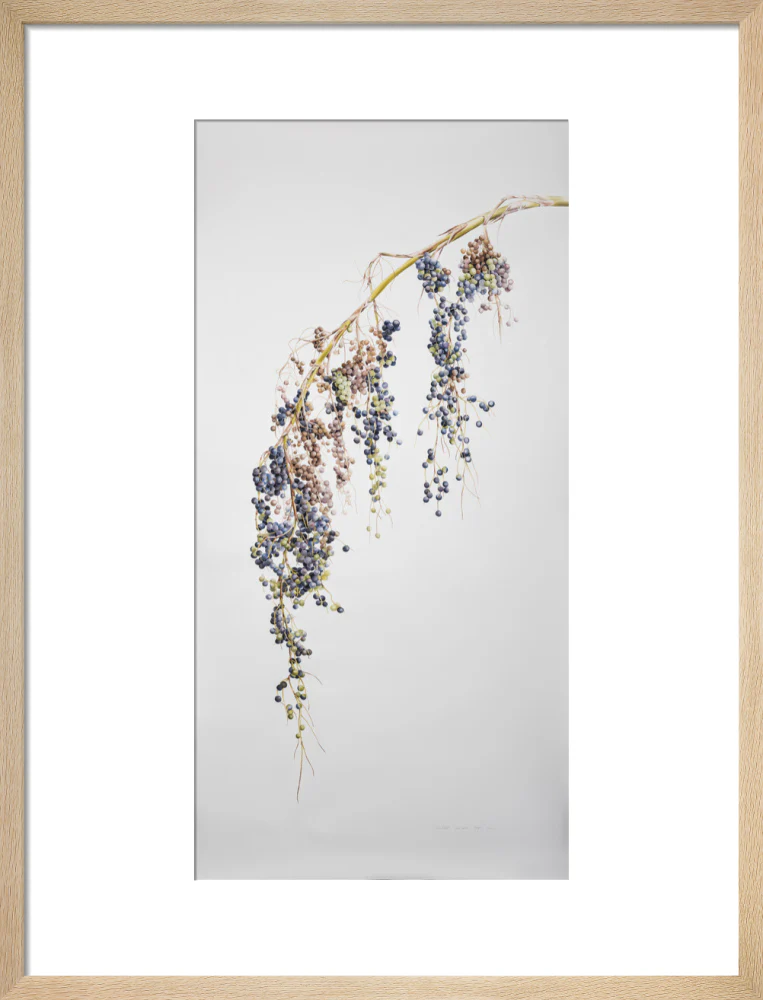 Sabal Mexicana - Fruit - Image 11