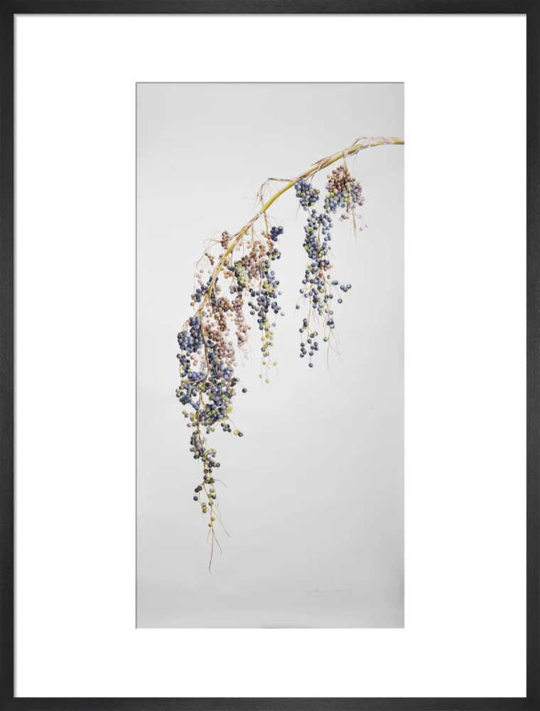 Sabal Mexicana - Fruit - Image 13