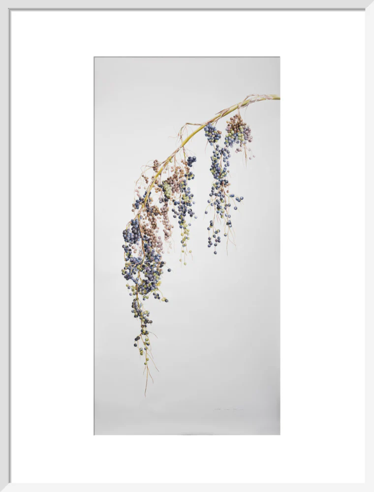 Sabal Mexicana - Fruit - Image 14