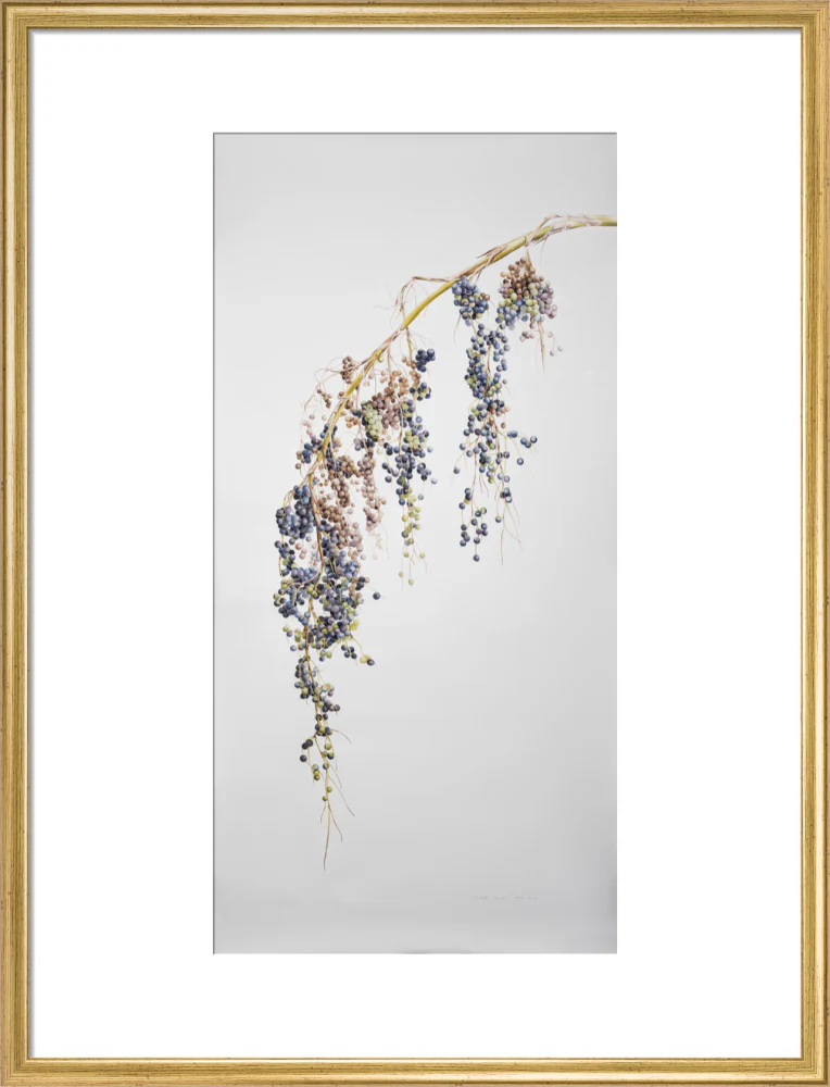 Sabal Mexicana - Fruit - Image 15