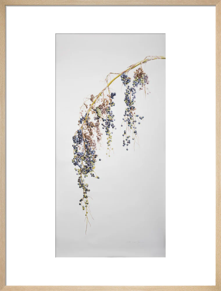 Sabal Mexicana - Fruit - Image 16