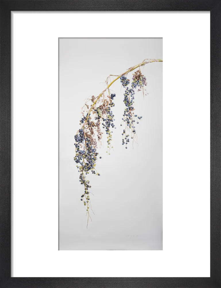 Sabal Mexicana - Fruit - Image 3