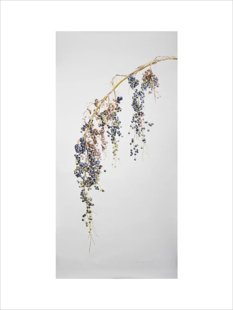 Sabal Mexicana - Fruit - Image 7