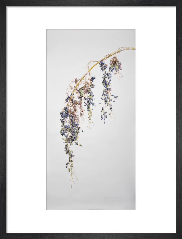 Sabal Mexicana - Fruit - Image 8