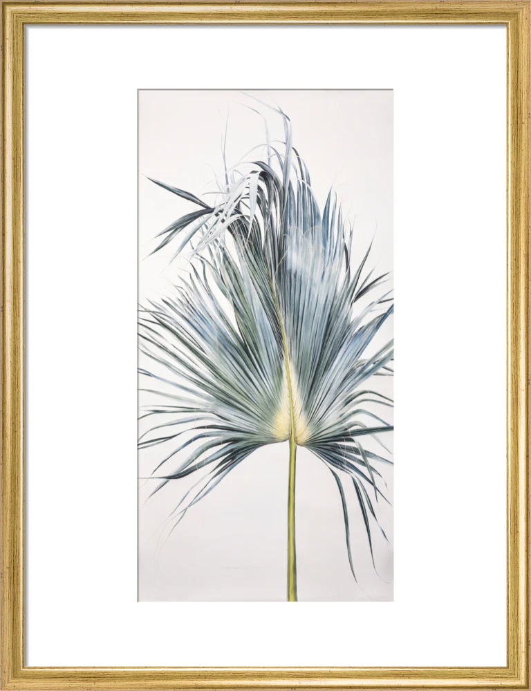 Sabal Mexicana - Leaf - Image 10