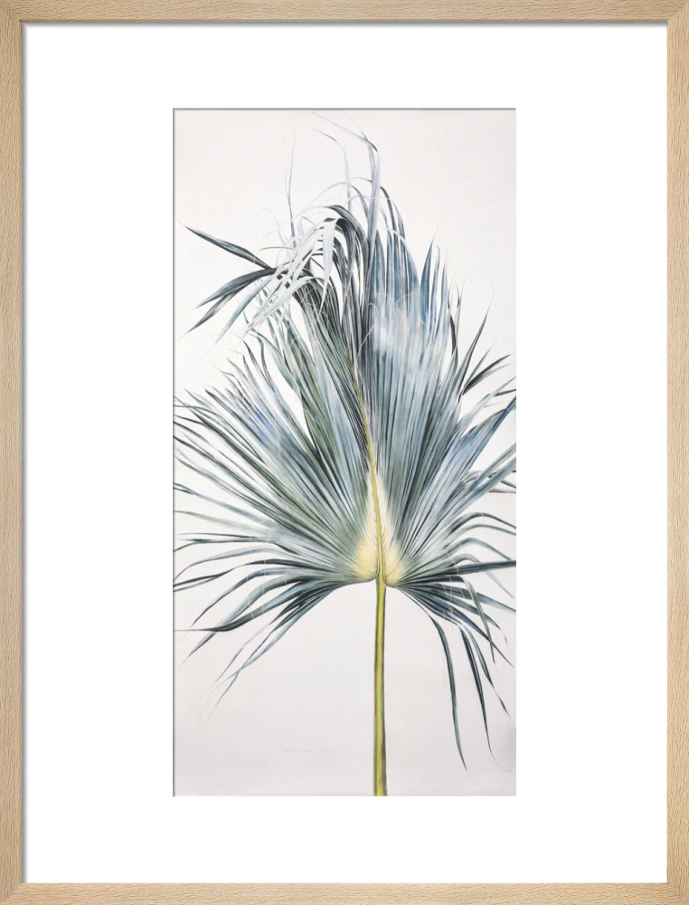 Sabal Mexicana - Leaf - Image 11