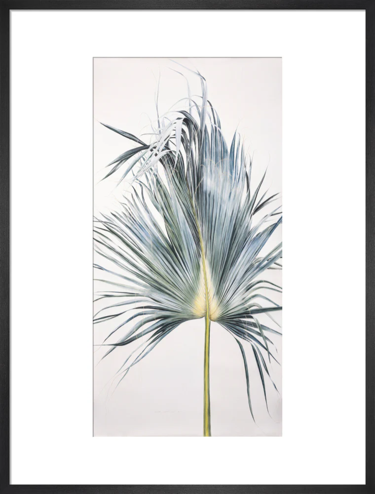 Sabal Mexicana - Leaf - Image 13