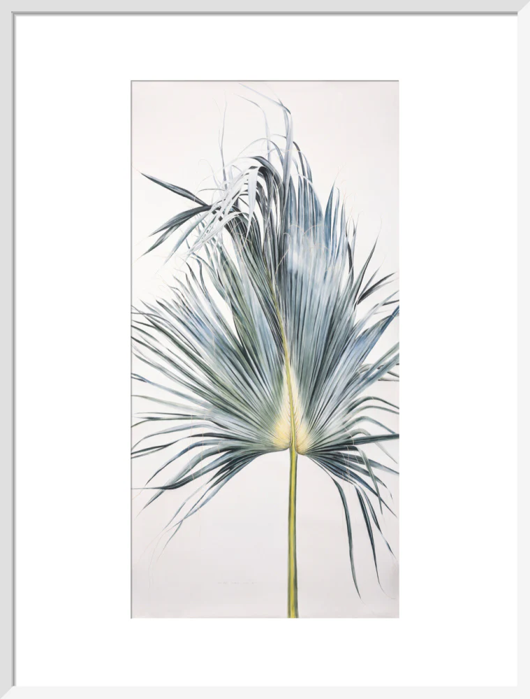 Sabal Mexicana - Leaf - Image 14