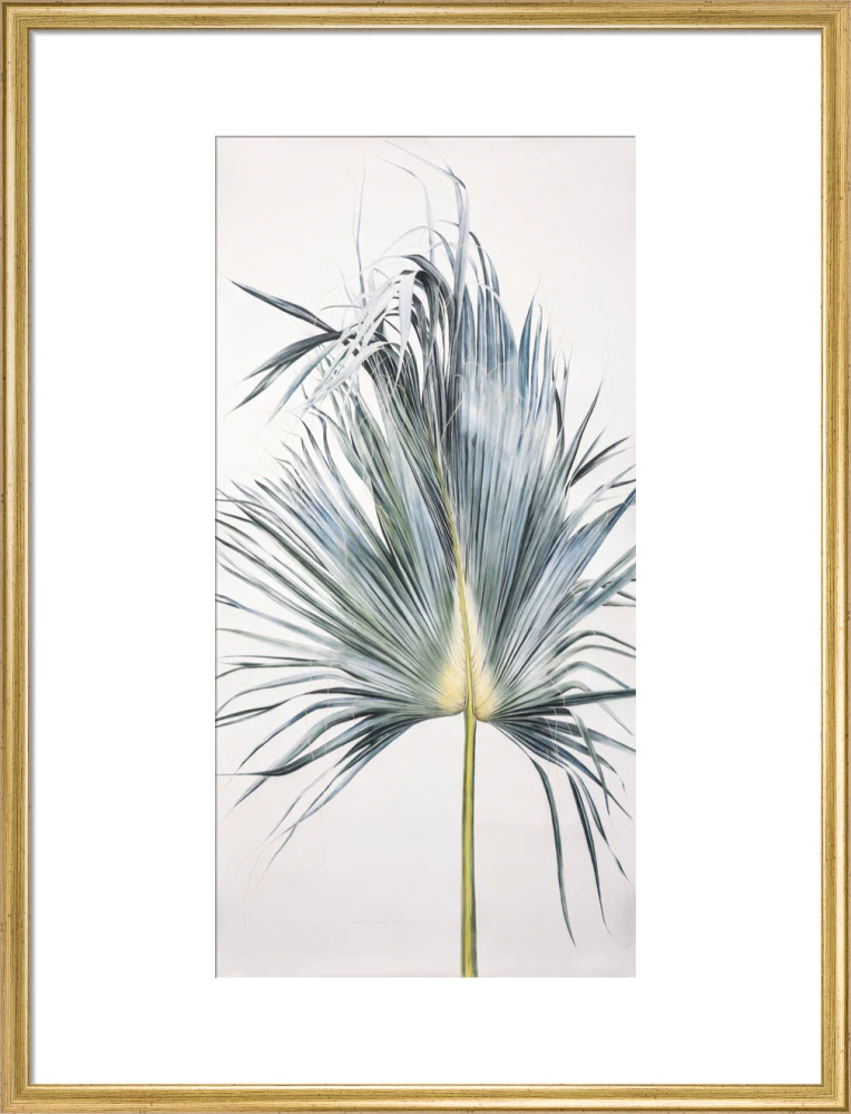Sabal Mexicana - Leaf - Image 15