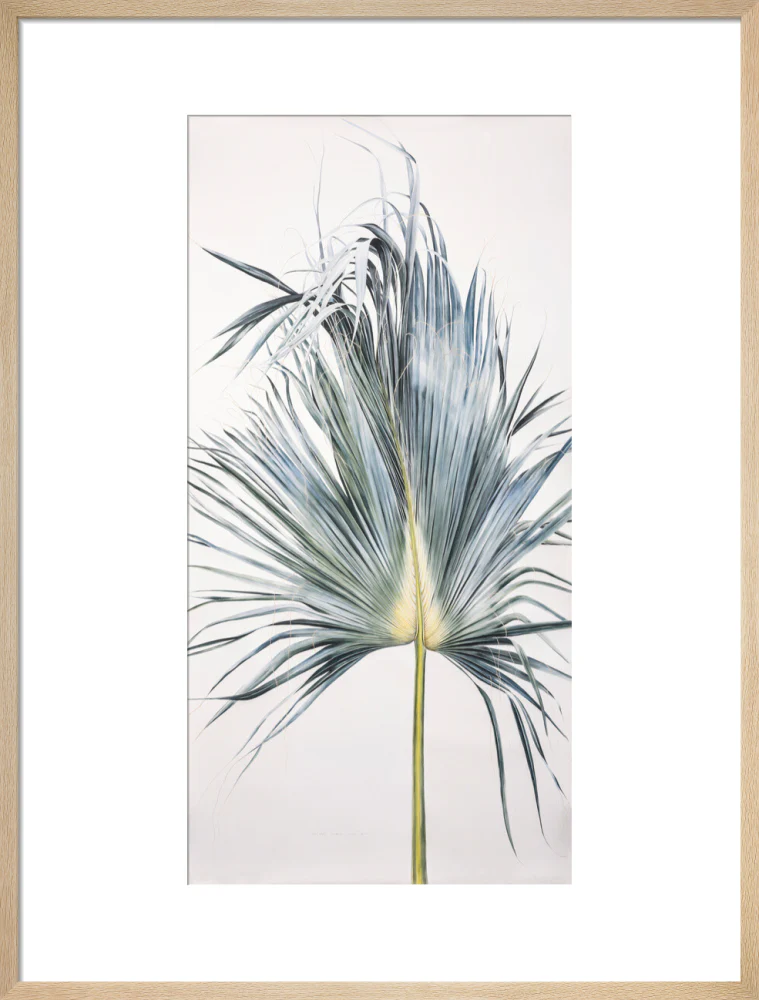 Sabal Mexicana - Leaf - Image 16
