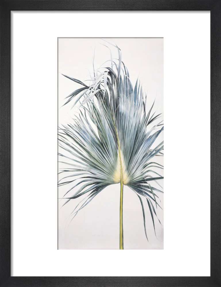 Sabal Mexicana - Leaf - Image 3