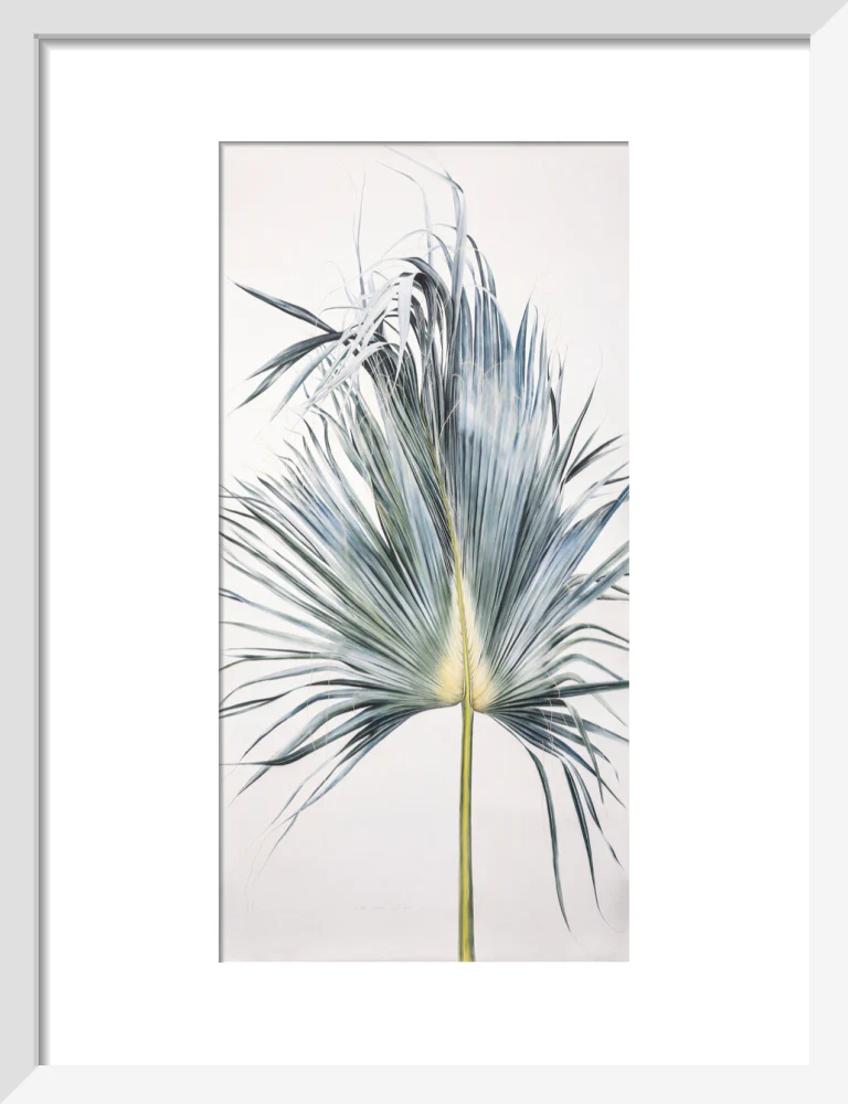Sabal Mexicana - Leaf - Image 4