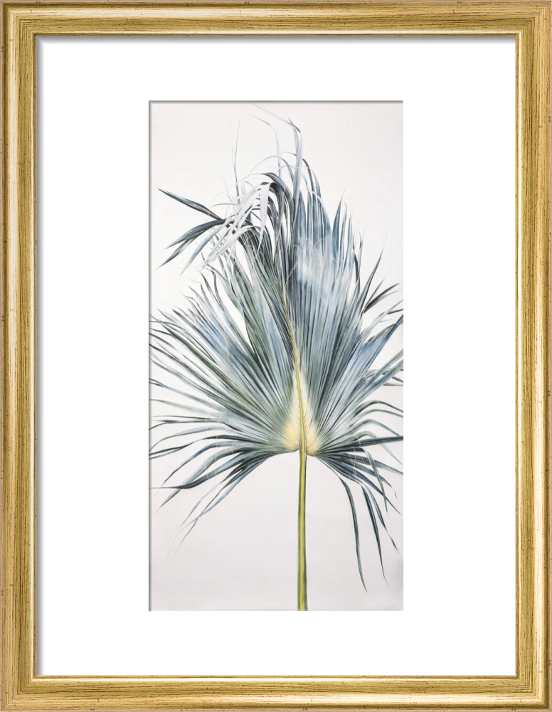 Sabal Mexicana - Leaf - Image 5
