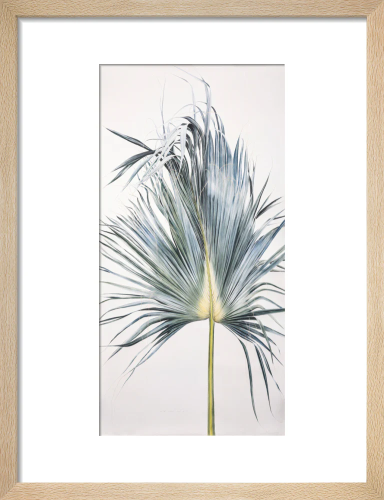 Sabal Mexicana - Leaf - Image 6