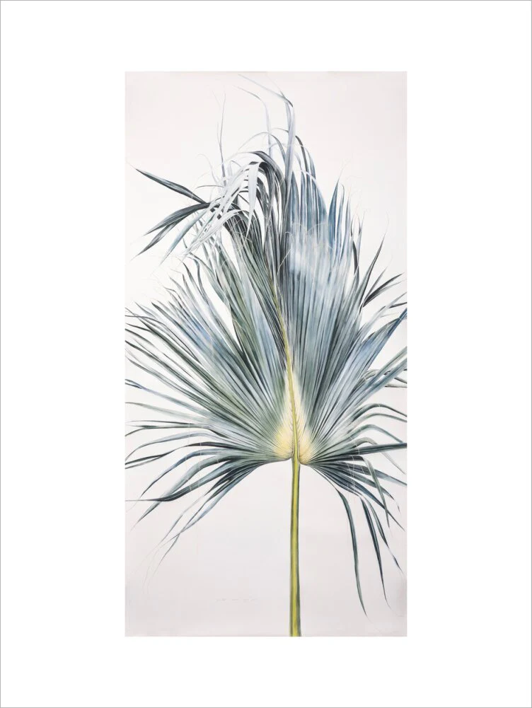 Sabal Mexicana - Leaf - Image 7