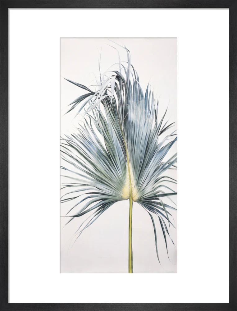 Sabal Mexicana - Leaf - Image 8